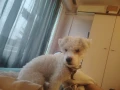 Френски Бишон фризе търси дама , снимка 4