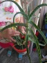 Продавам Алое Барбаденсис и Алое Арборесценс , снимка 1