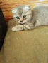 малки котенца, снимка 10