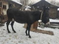 Продавам магаре, снимка 3