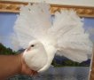Продавам гълъби, Фенерлии , на капак , с цветни опашки , чисто бели , с гащи , снимка 5