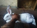 Зайци домашни , снимка 4