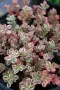 Седум Триколор, Sedum Spurium Tricolor, снимка 3