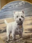 Колекционерска чиния от серия “ Westies”., снимка 2