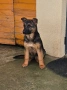Немски Овчарки !Свободни 1 женско., снимка 1