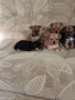 мини чиху пинчер , снимка 3