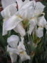 👌🌞💐БЯЛ  и жълт ИРИС 🎁💐🌼, снимка 1