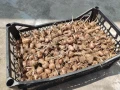 Продавам шафранови луковици със сертификат , снимка 2