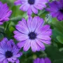 Osteospermum ‘Power Blue’(Остеоспермум Силно синьо), снимка 2