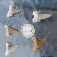 Зъби от праисторическа Акула,фосили Мексико, снимка 9 - Антикварни и старинни предмети - 36568887