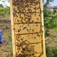 Многокорпусни пчелни отводки , снимка 2 - За пчели - 44932155