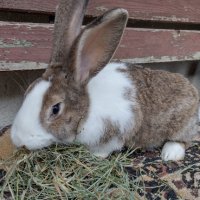 Холандски зайци, зайци Веселина и кръстоска, снимка 9 - Други - 30876894