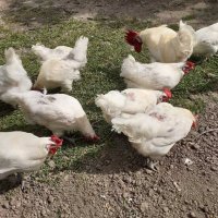 Бяло брезе -оплодени яйца , снимка 7 - Кокошки и пуйки - 28217464