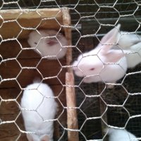 Зайци и заешко месо, снимка 2 - Други животни - 26212785