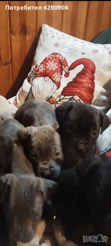 кане корсо бебета, снимка 1