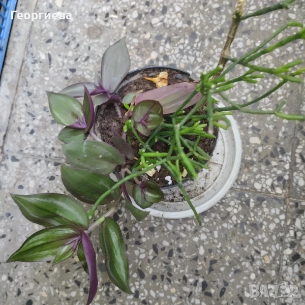 хатиора, каучуково дърво, кактуси и сукуленти, снимка 1