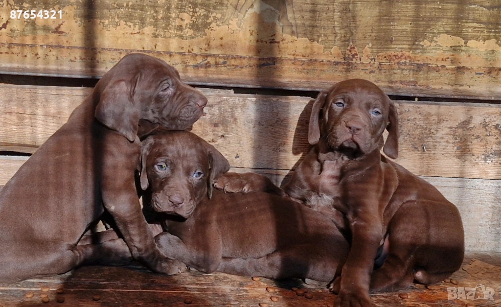 Курцхари, снимка 1