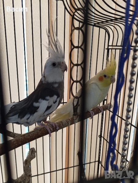 Продавам двойка много красиви Корели. Женската е много руса и красива., снимка 1