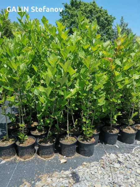 чинар , снимка 1