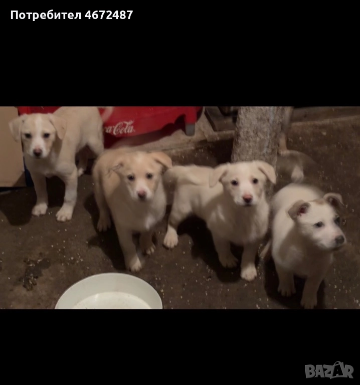 Подаряват се кученца, снимка 1