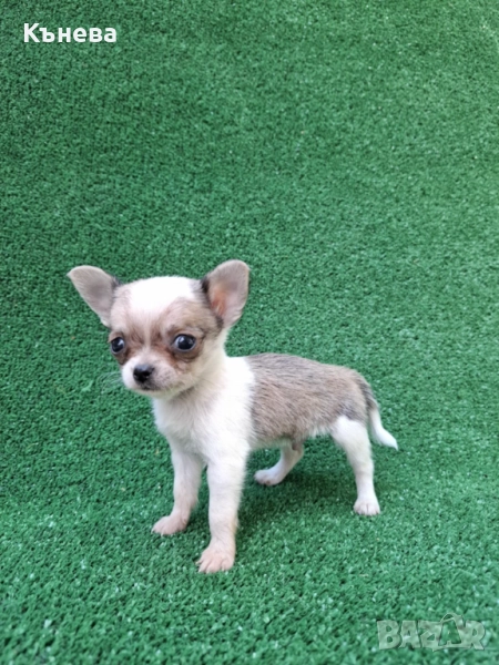 Чихуахуа, снимка 1