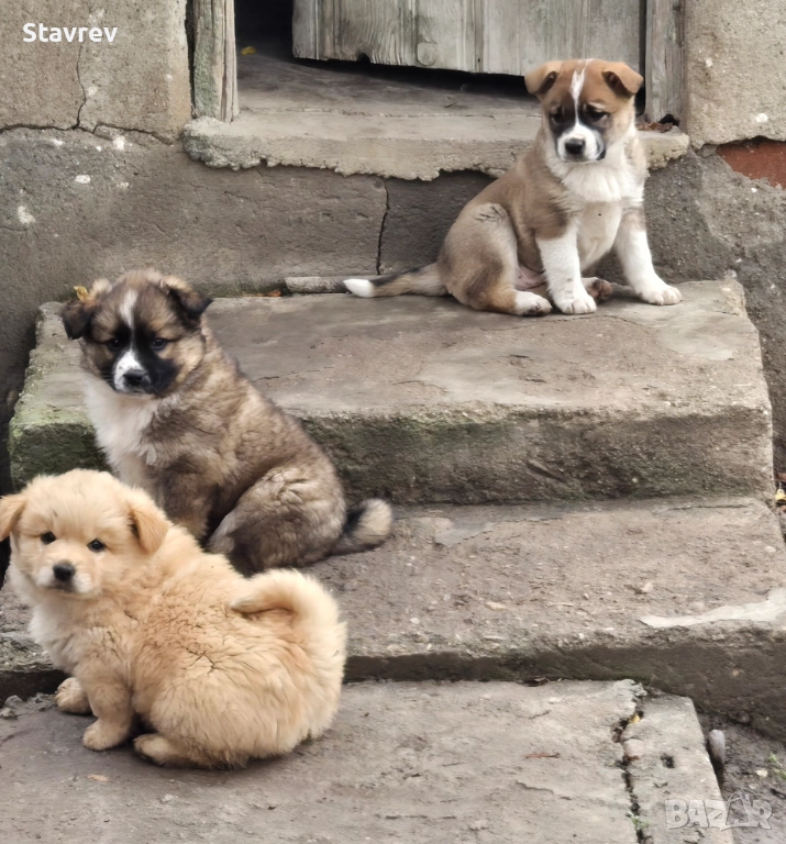 Кученца, снимка 1