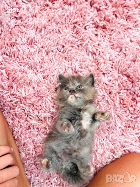 Персийски котета, снимка 1