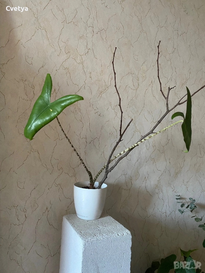 Алоказия-зебрина, снимка 1