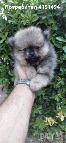 Момченце, снимка 1