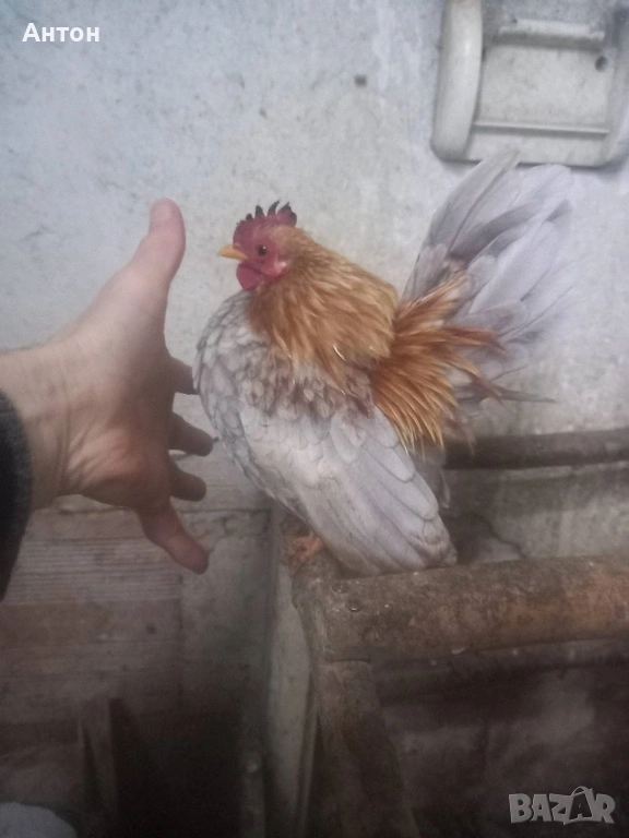 Продавам малайски серами петли, снимка 1