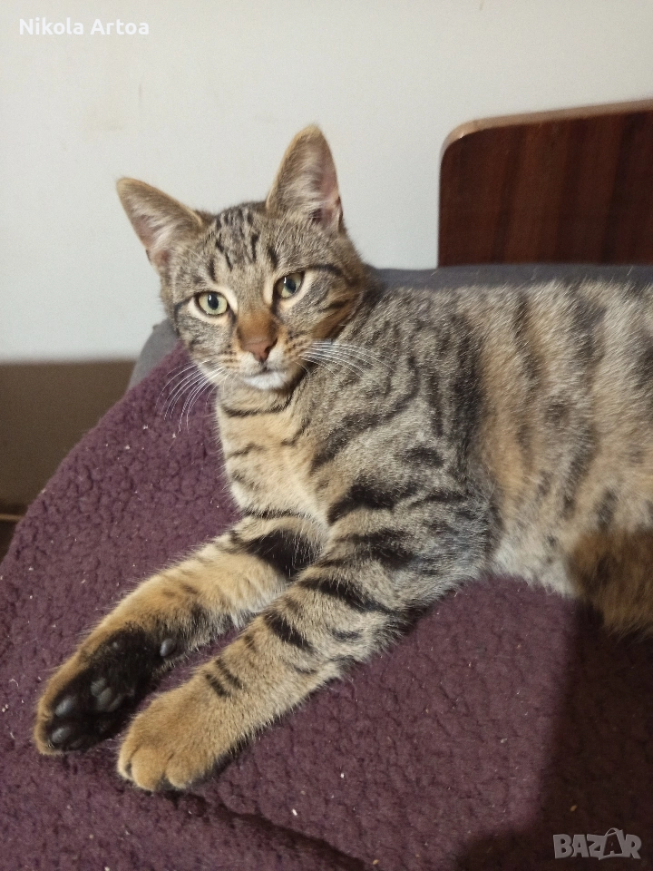 подарявам котета , снимка 1