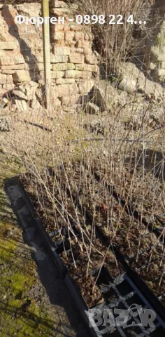 Лирово дърво (Liriodendron), снимка 7 - Разсади - 49395145