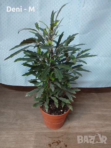 Дизикотека 40см.