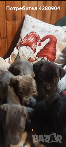 кане корсо бебета