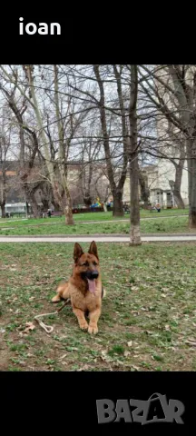 Хотел и обучение на Кучета , снимка 6 - Други - 47688790