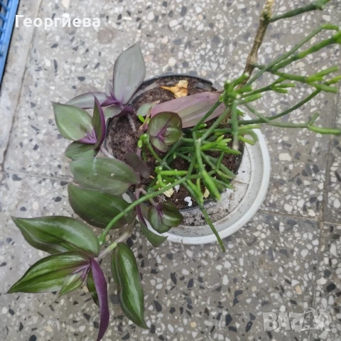 хатиора, каучуково дърво, кактуси и сукуленти