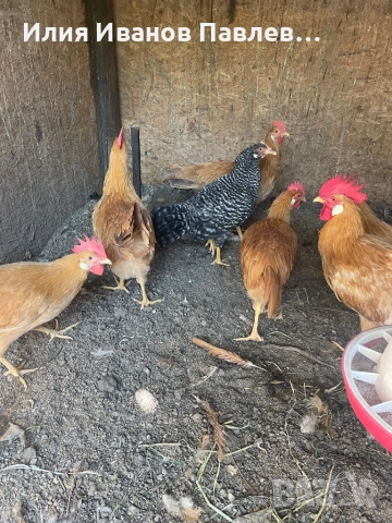 Яйца за люпене крем легбар и др., снимка 10 - други­ - 49709163