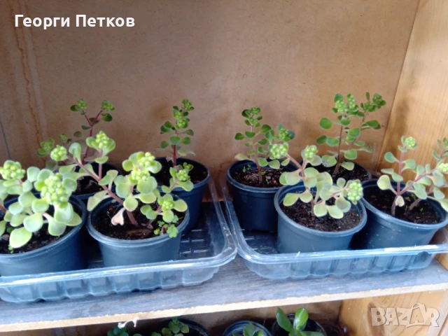 Дървото на Парите-Айхризон -около 10см., снимка 3 - Стайни растения - 50699165