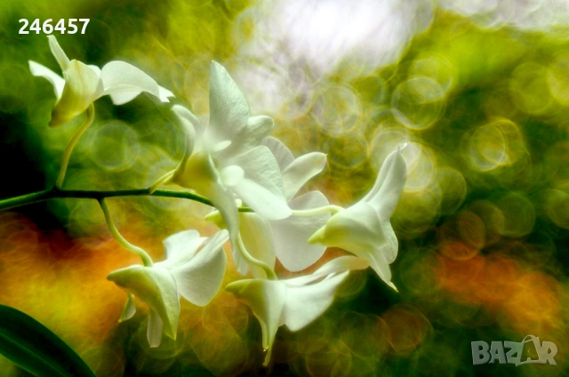 Филмов фотоапарат Praktica LB2 с обектив Domiplan Meyer-Optik 50mm f2.8 и калъф , снимка 6 - Фотоапарати - 53480143