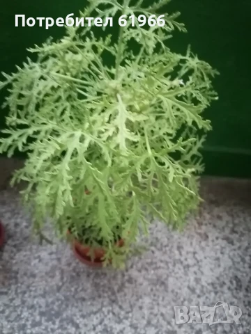 Холандско и българско индришета! , снимка 2 - Градински цветя и растения - 30564840