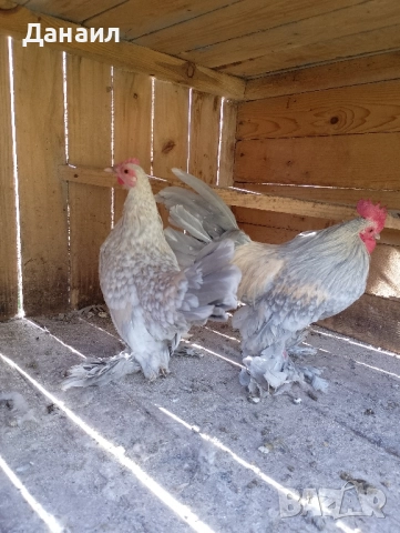 Холандска гащата, снимка 2 - други­ - 52245765