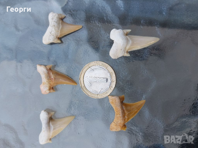 Зъби от праисторическа Акула,фосили Мексико, снимка 9 - Антикварни и старинни предмети - 36568887