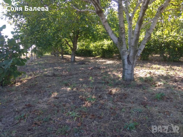 Орехова градина - 20 дка, снимка 7 - Земеделска земя - 26262761