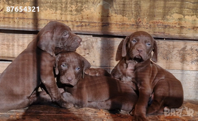 Курцхари, снимка 4 - Курцхаар - 52806772