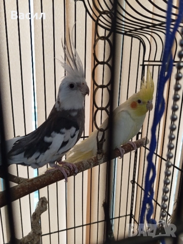 Продавам двойка много красиви Корели. Женската е много руса и красива.