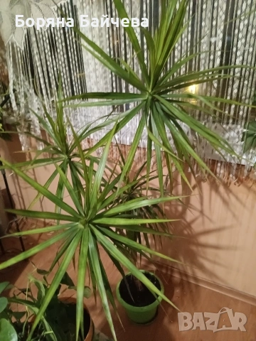 Продавам Палма драцена , снимка 2 - Стайни растения - 53404669