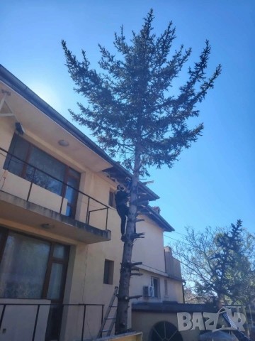 Рязане на дървета, снимка 2 - Други услуги - 36763672