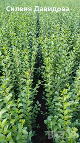 0.70лв. Лигуструм на корен, снимка 5 - Разсади - 52116194