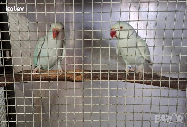 двойка малък Александър , снимка 5 - Папагали - 53015775