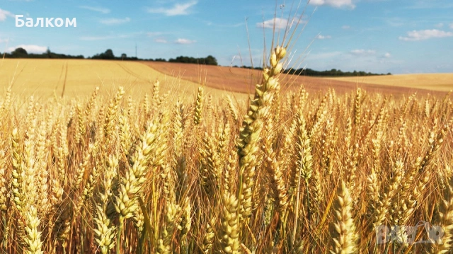 Изкупуваме земеделски земи всички общини в област Велико Търново, също и неделени между наследници! 